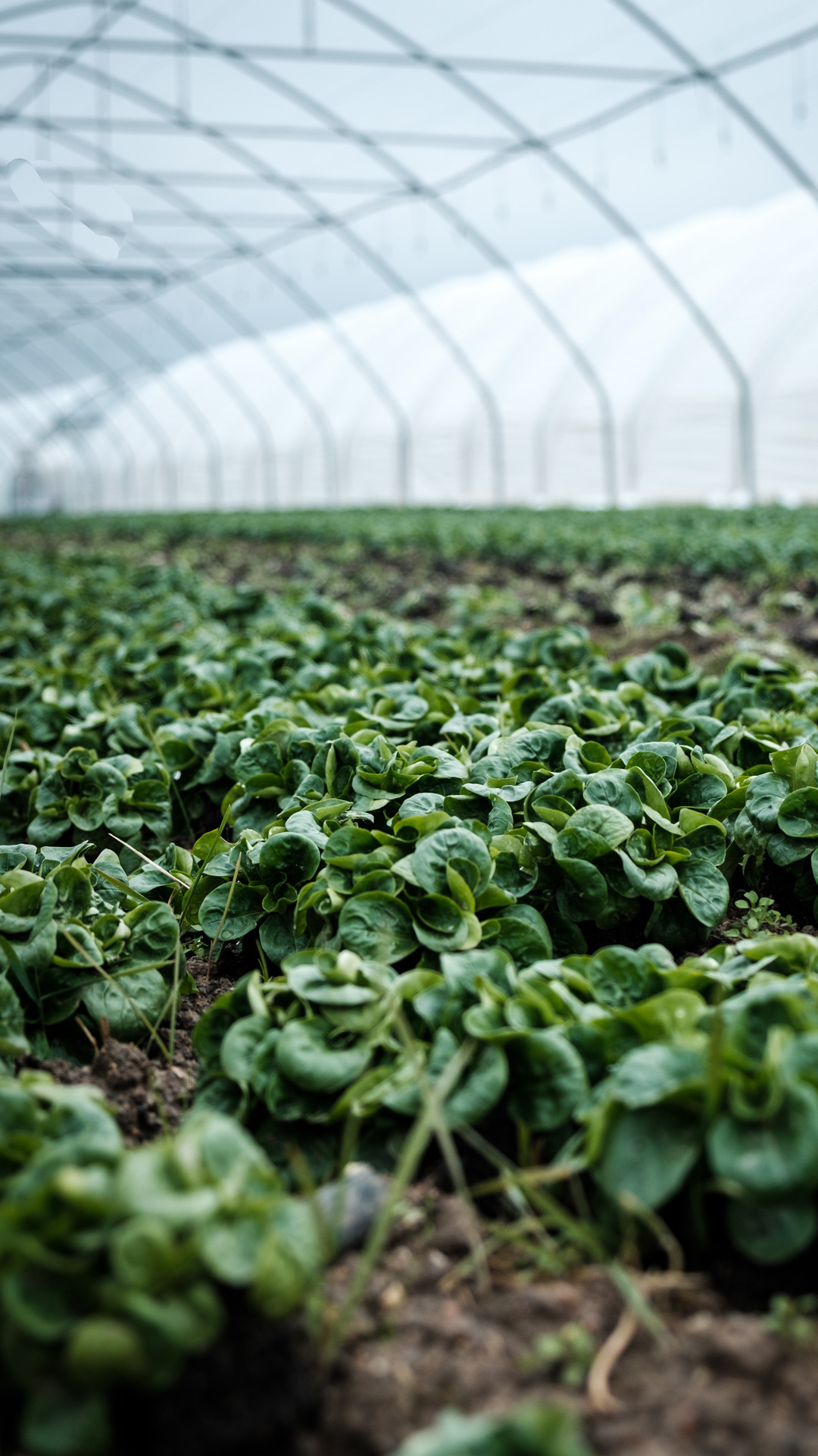 Conoce Las Diferencias Entre La Agricultura Extensiva E Intensiva Agrak