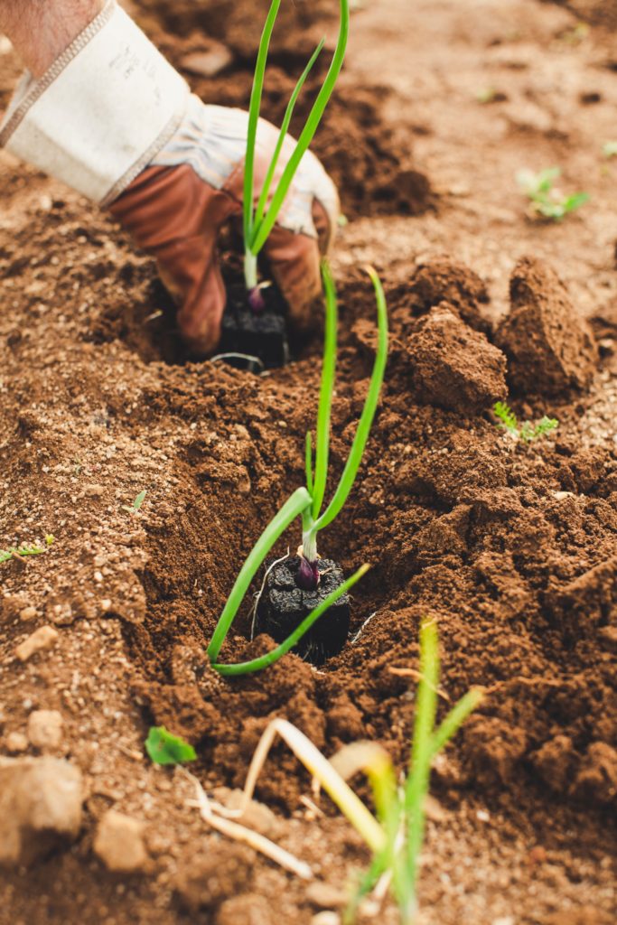 The importance of soil in agriculture