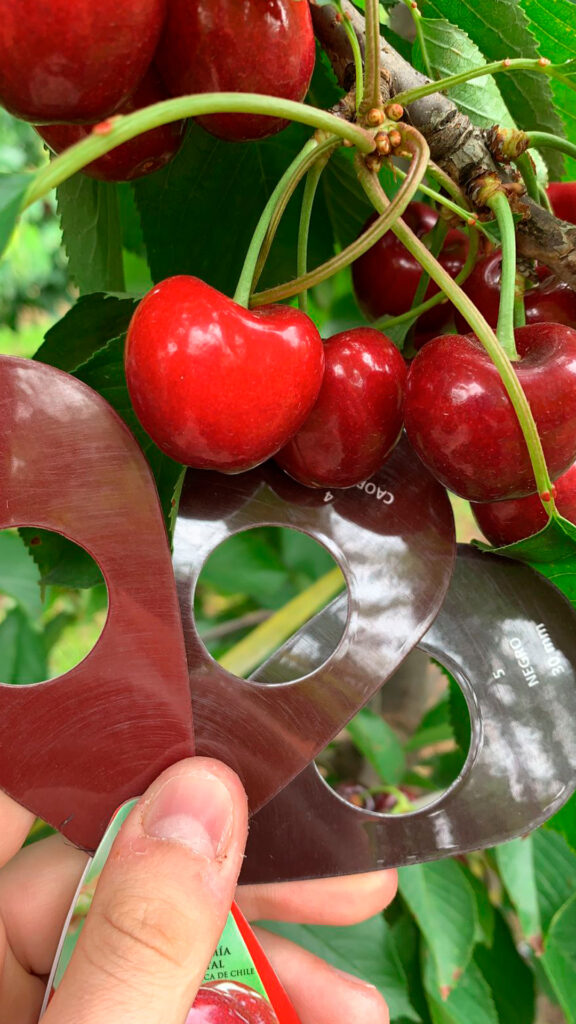How does heat affect cherries?