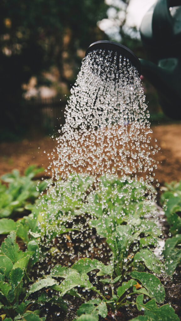 Productos orgánicos y ecológicos