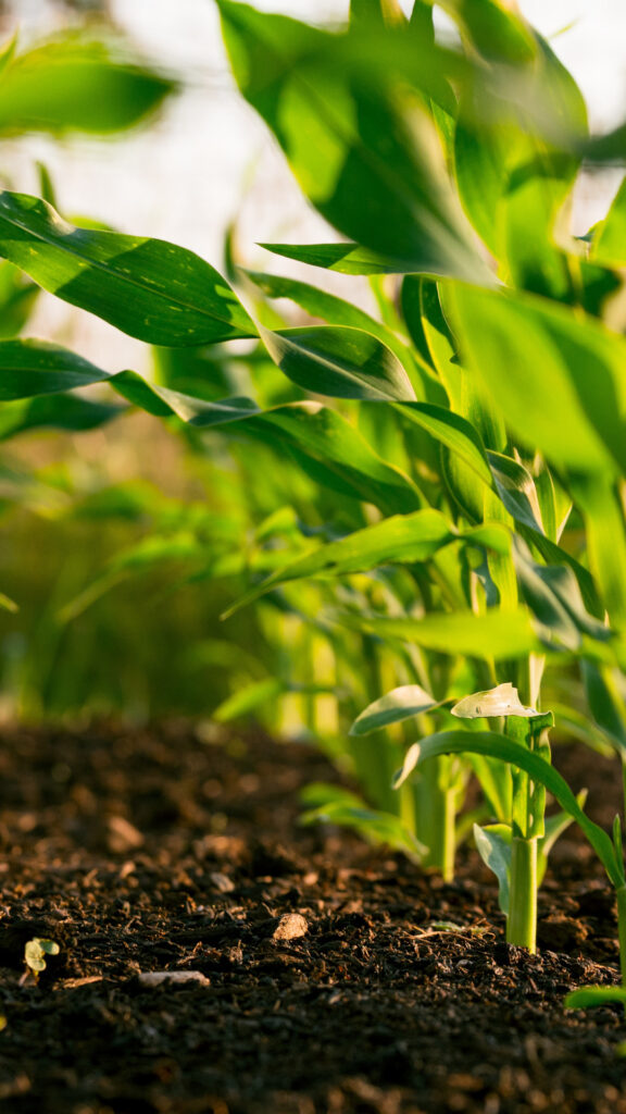 Pesticide-free agriculture