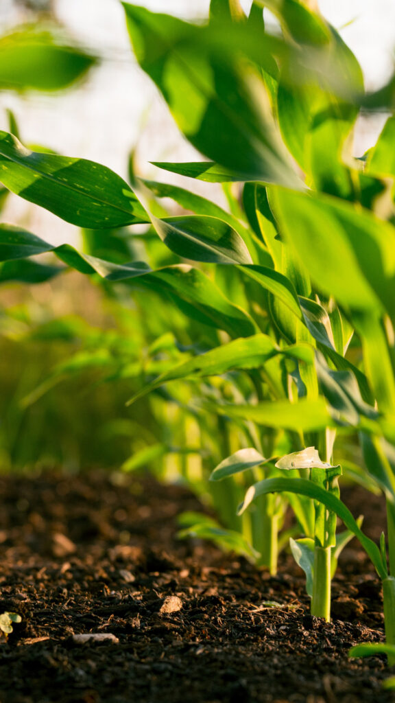 Soil PH Agrak