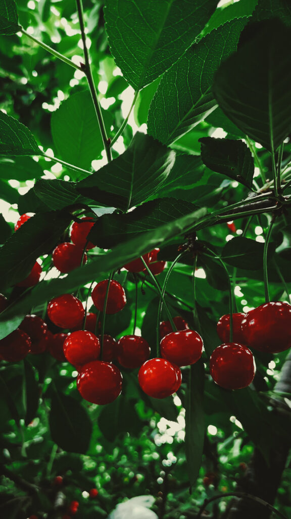 Chilean Cherries: Integrating Technology and Nature in the Global Fruit Scenario