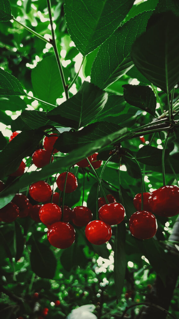 Cerezas Chilenas: Integración de Tecnología y Naturaleza en el Panorama Frutícola Global