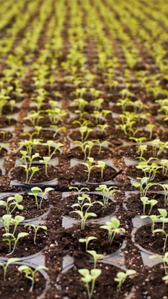 Cultivando el Futuro con Agricultura Orgánica