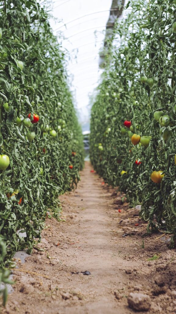 La Revolución Tecnológica en el Campo: Cómo la Tecnología Está Transformando la Agricultura.